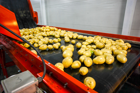 Conveyor belt with potatoes
